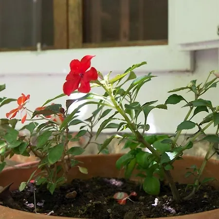 Loredana A2 * Veli Losinj